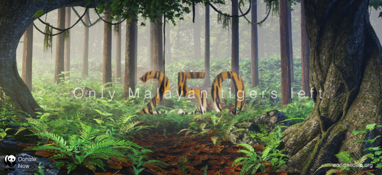 WWF Ad