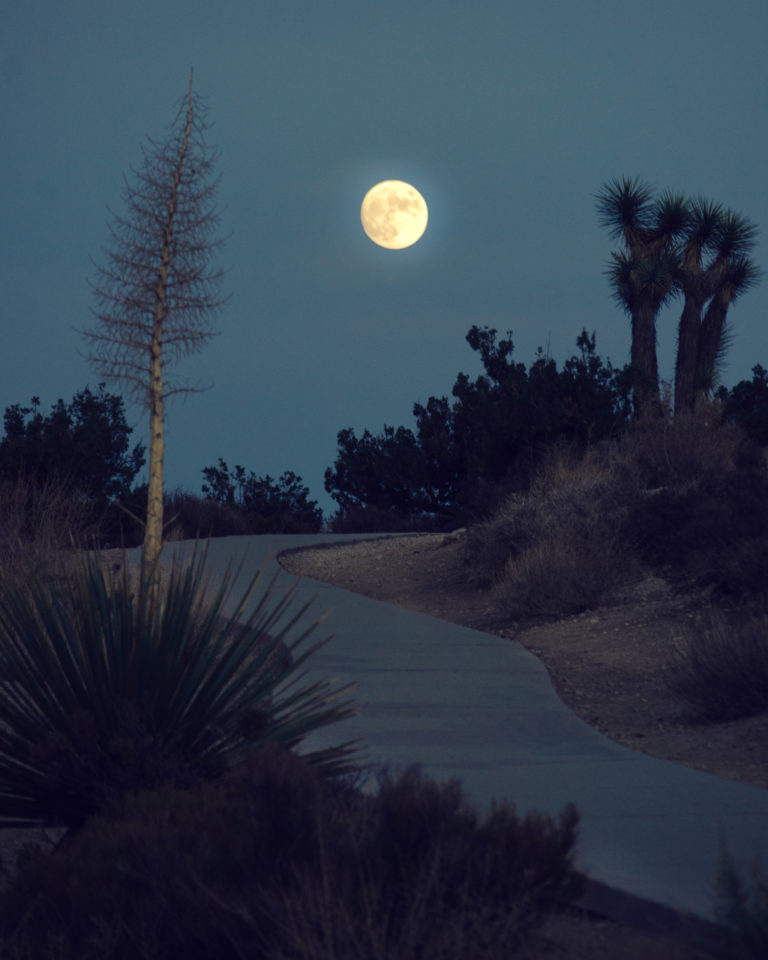 Joshua Tree NP